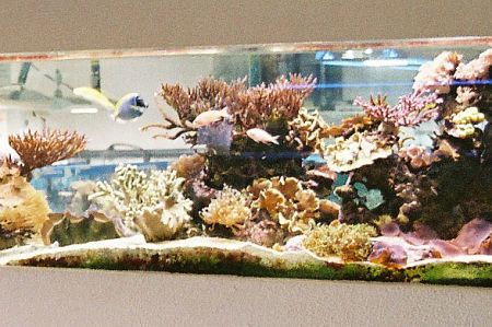 Image Aquarium
