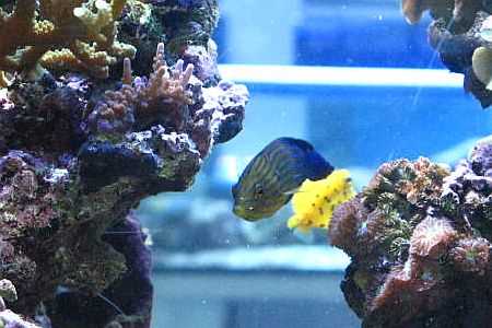 aquarium Image